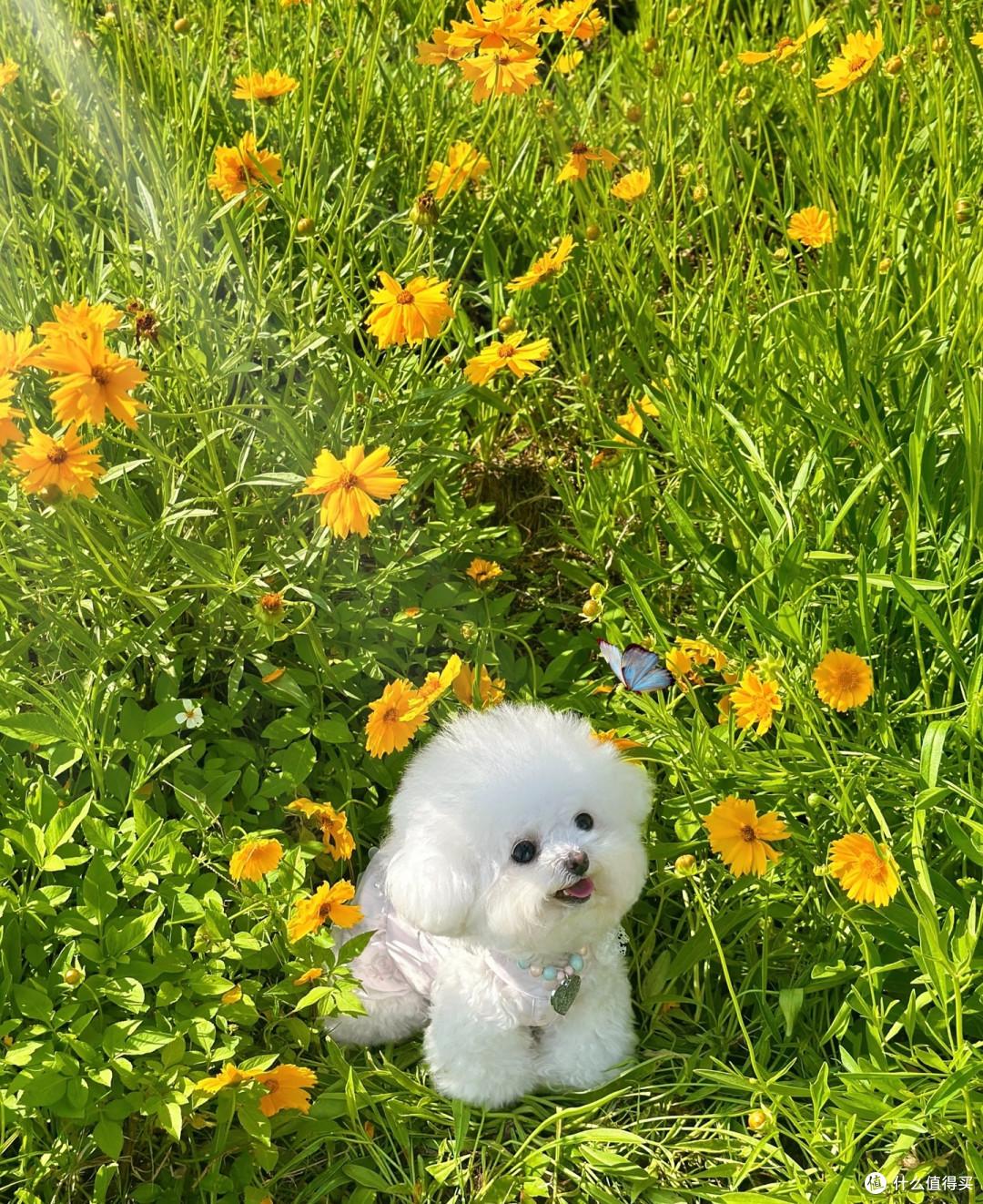 福建一太太,晒小狗最爱的绣球花,见花就粘:真是花痴!