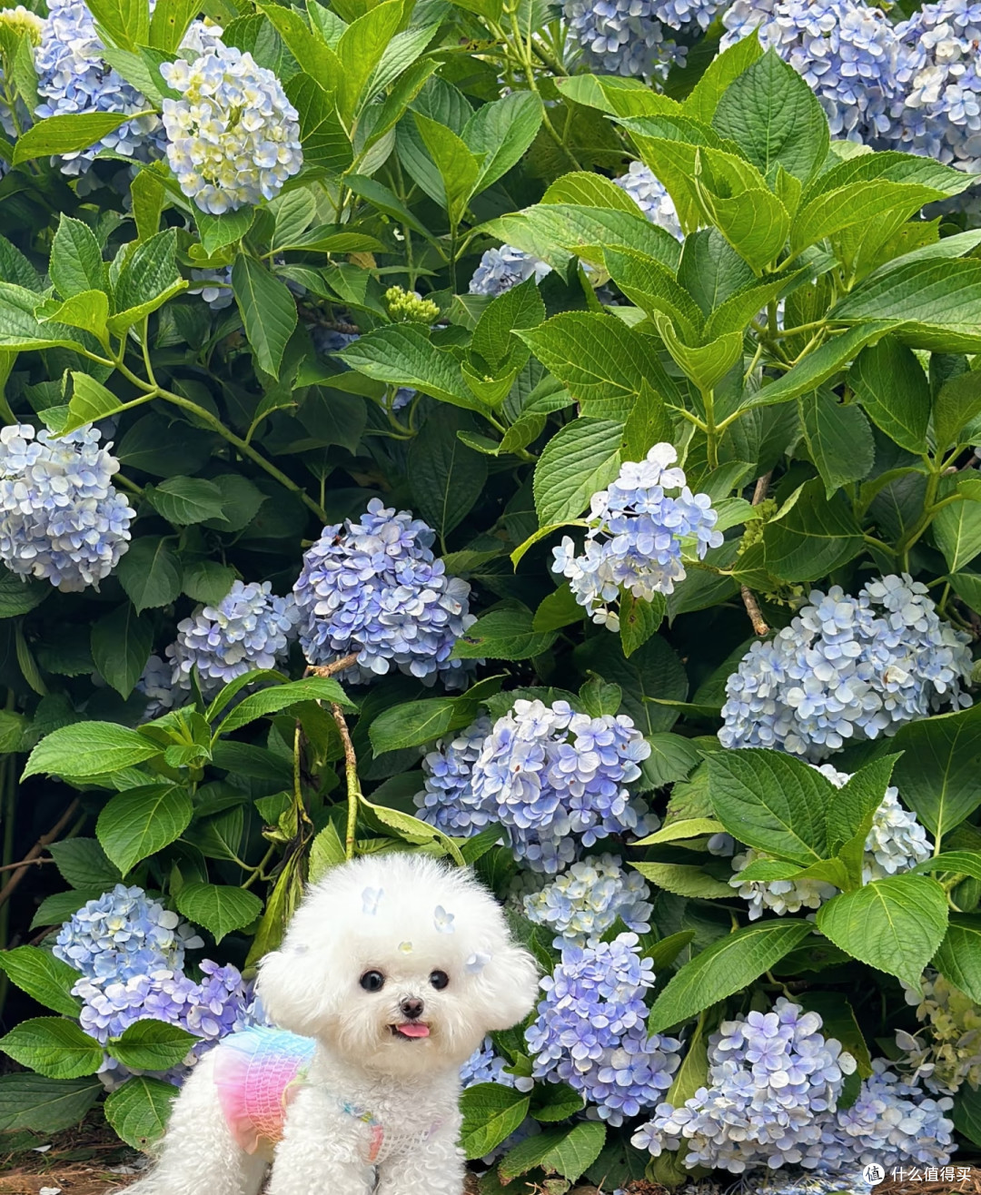 福建一太太,晒小狗最爱的绣球花,见花就粘:真是花痴!
