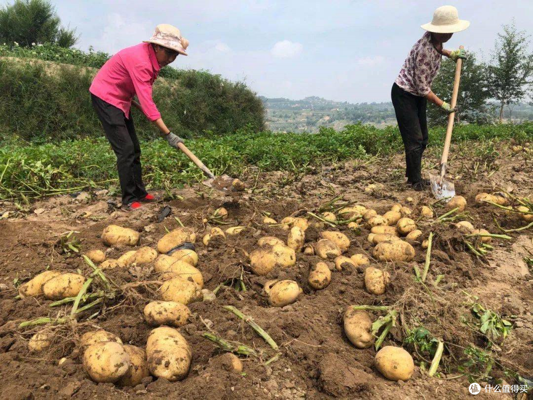 https://img2.danews.cc/upload/images/20250829/be7ae14d1250487dbcd8b3b81d068eb3.png 从白俄罗斯总统“土豆外交”背后,探寻中国土豆片的全球机遇