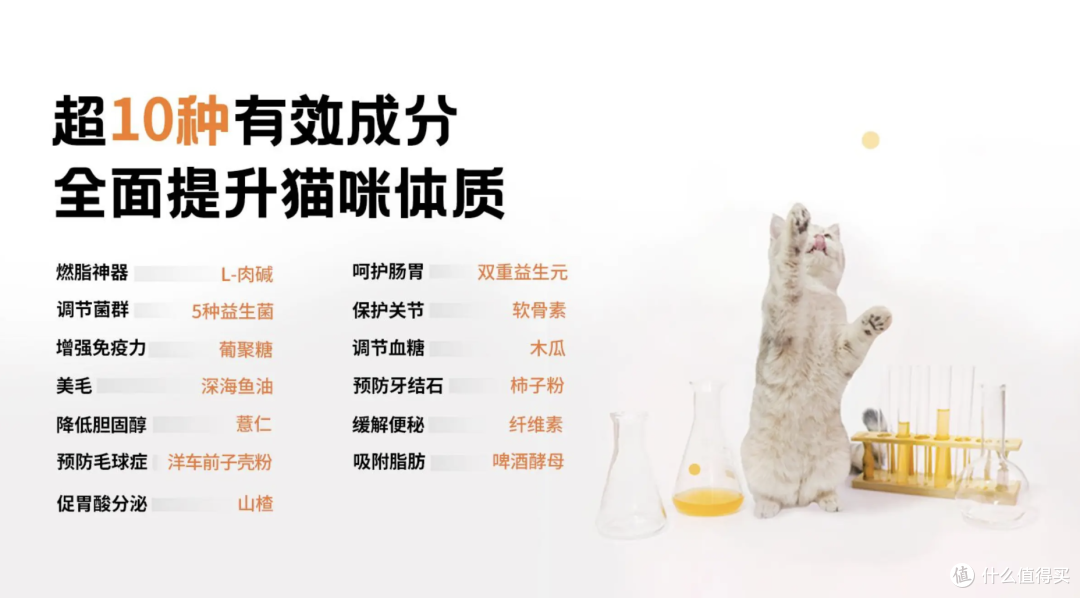 56天肥胖毛孩子的减重实录,TA们是怎样悄悄变健康的?
