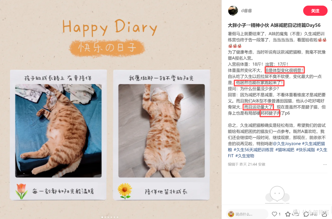 56天肥胖毛孩子的减重实录,TA们是怎样悄悄变健康的?