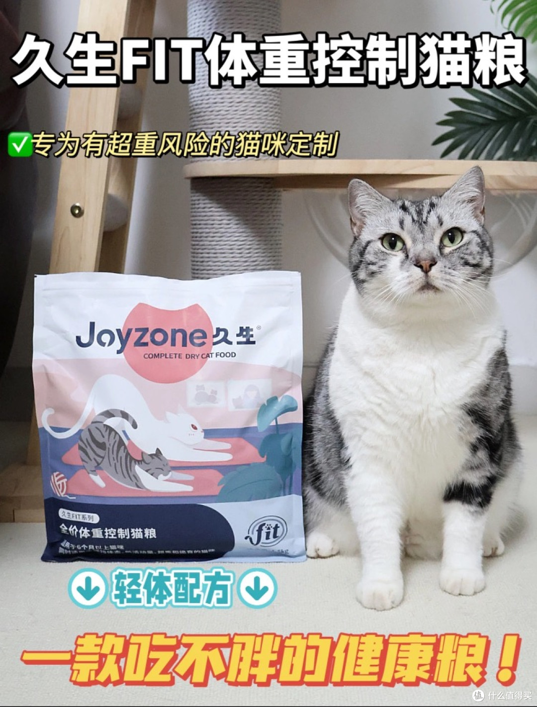 56天肥胖毛孩子的减重实录,TA们是怎样悄悄变健康的?