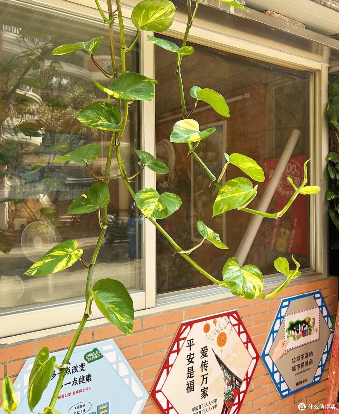 福建一男子，晒绿萝从1楼蹿到4楼，比龟背竹叶子还大：它真霸气！