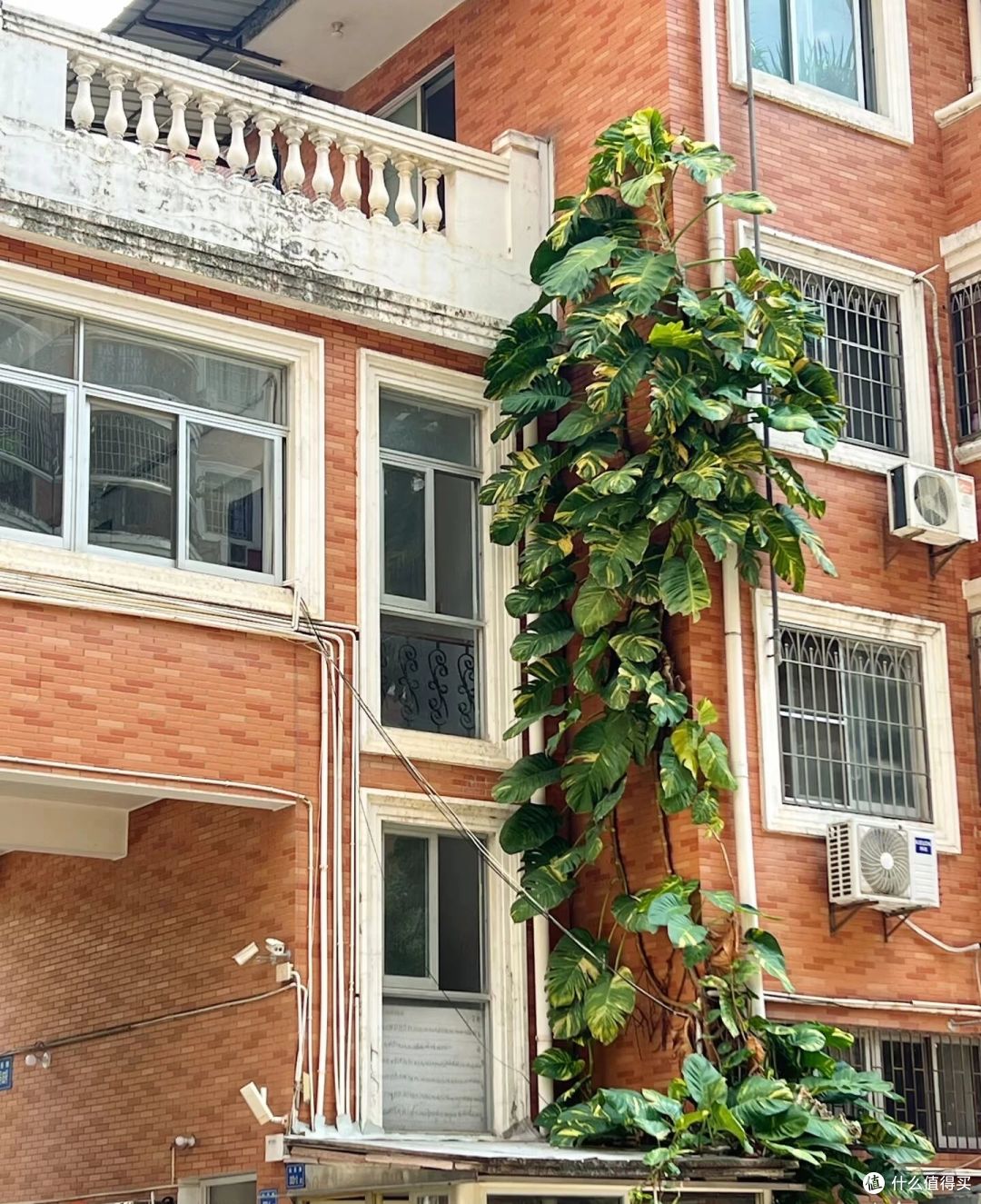 福建一男子，晒绿萝从1楼蹿到4楼，比龟背竹叶子还大：它真霸气！