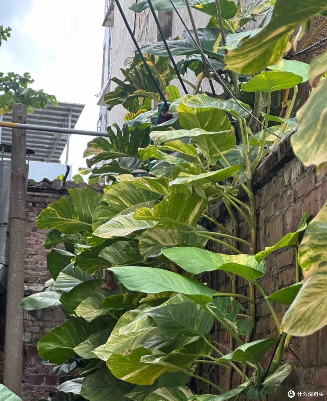福建一男子，晒绿萝从1楼蹿到4楼，比龟背竹叶子还大：它真霸气！