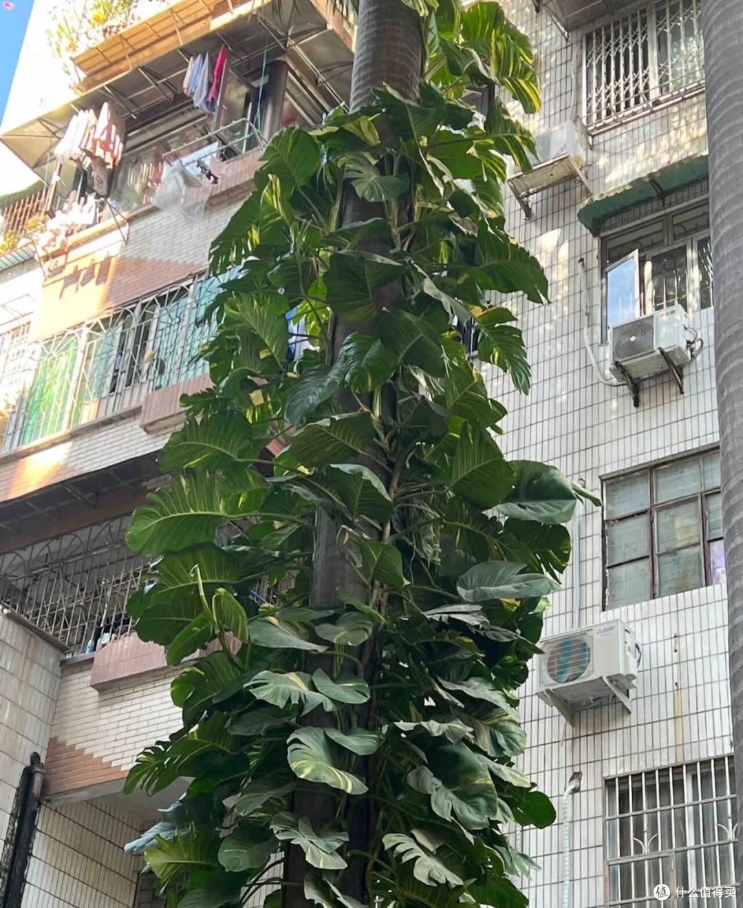 福建一男子，晒绿萝从1楼蹿到4楼，比龟背竹叶子还大：它真霸气！