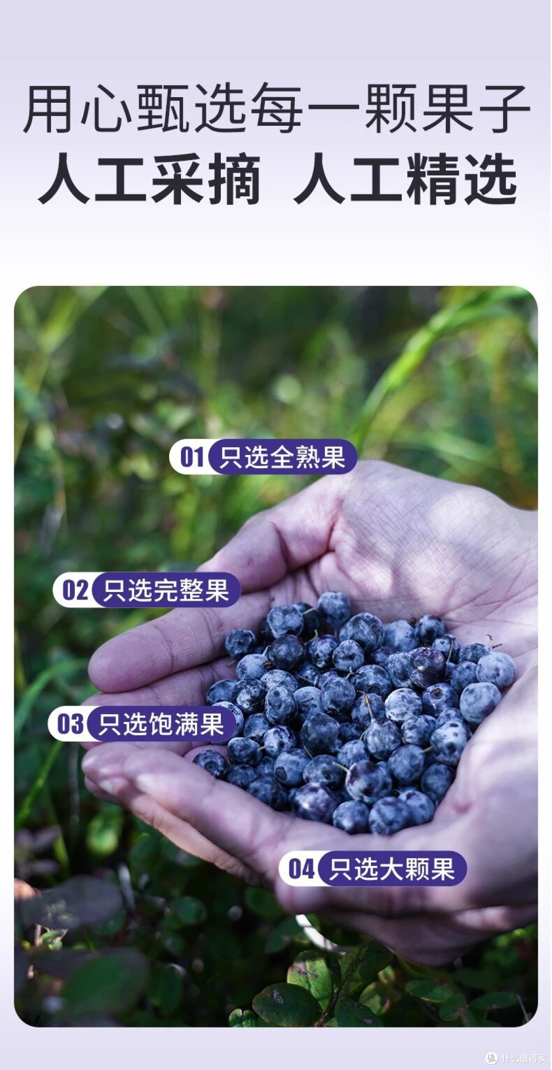塔哈尔河野生蓝莓干