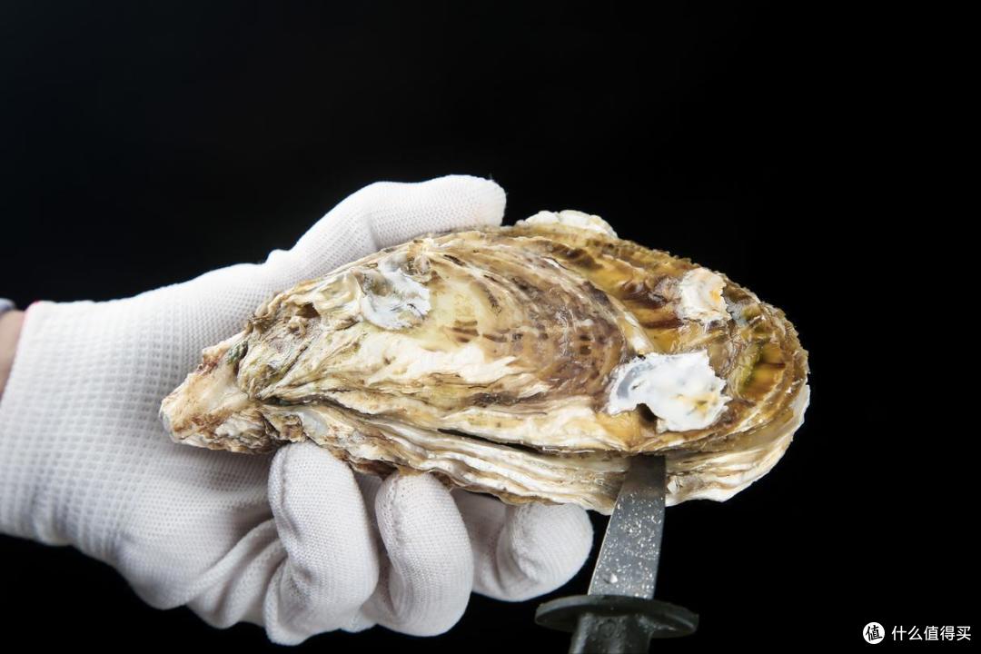 9月开海季,哪种海鲜最肥美?老渔民推荐这10种,错过再等一年!