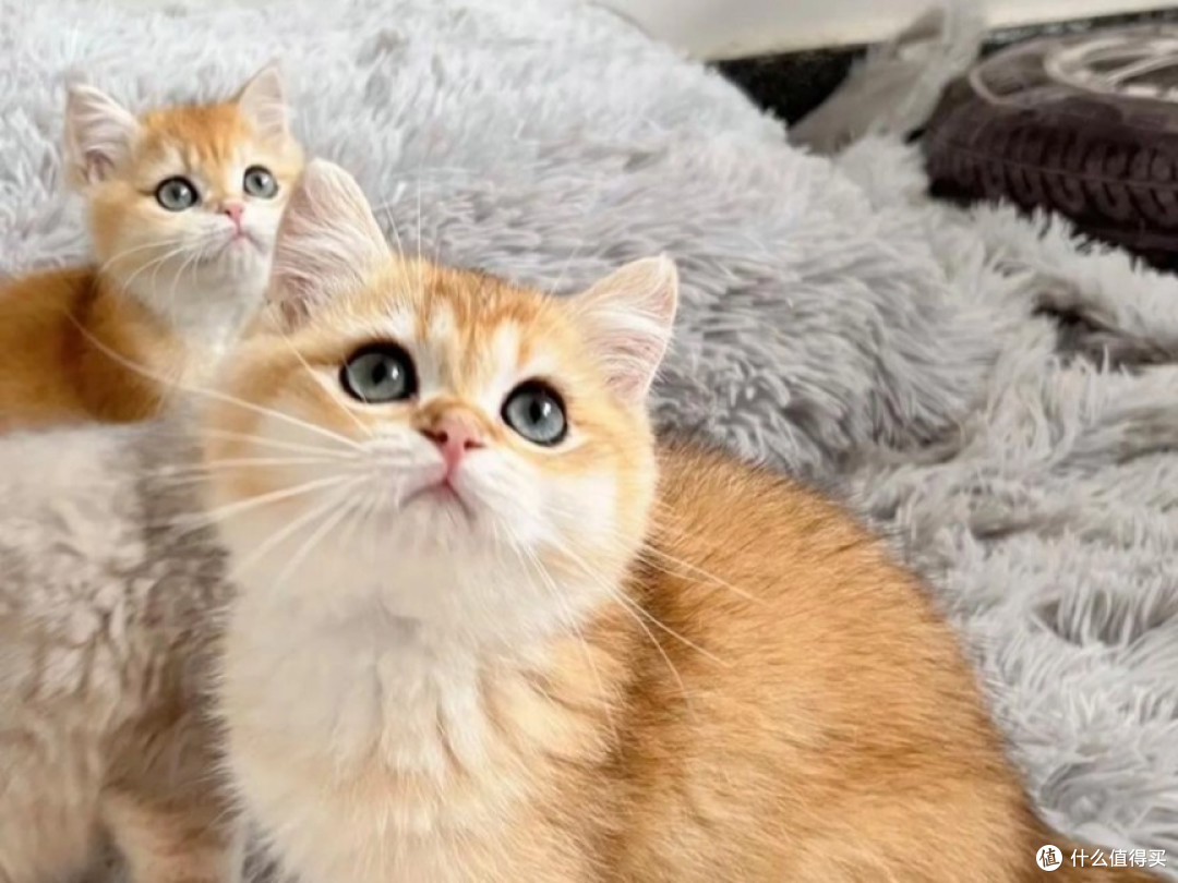 幼猫多久开始能吃猫粮?国产猫粮前十品牌2025榜已出