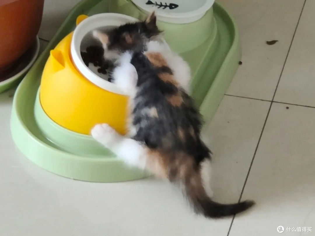 幼猫多久开始能吃猫粮?国产猫粮前十品牌2025榜已出