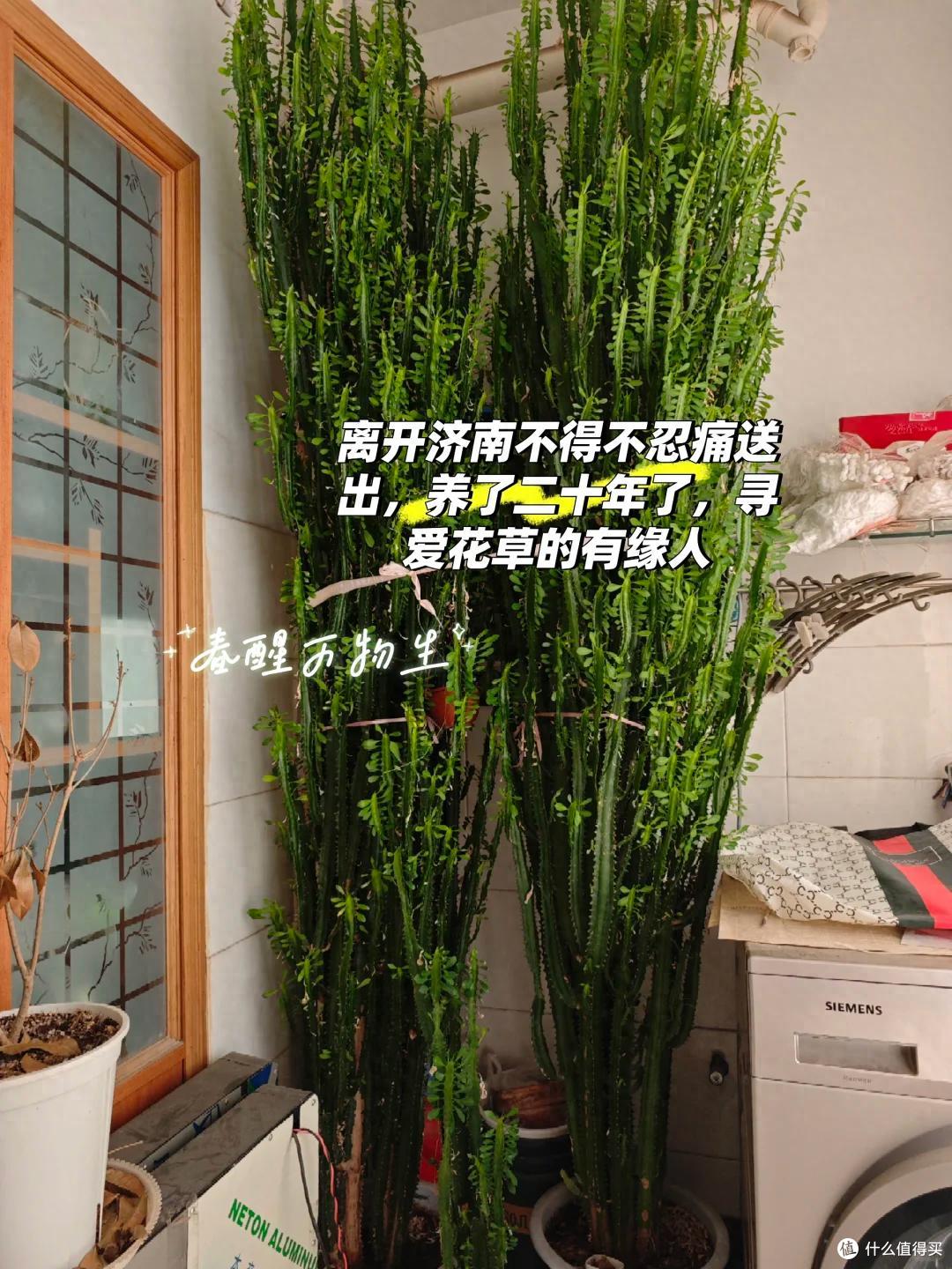 济南一男子搬家,养了“20年的龙骨”带不走,网友:养花人的无奈