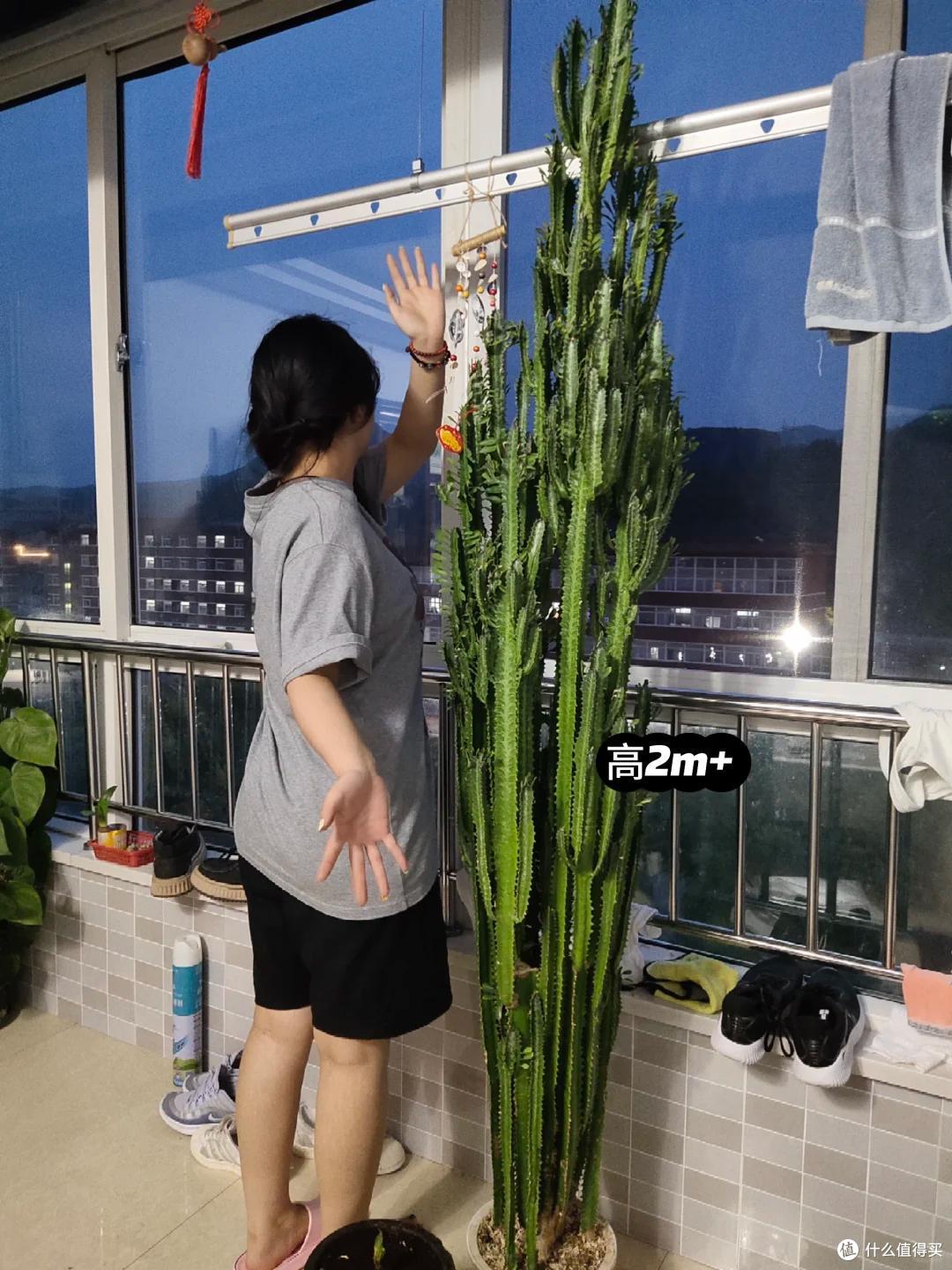 济南一男子搬家,养了“20年的龙骨”带不走,网友:养花人的无奈