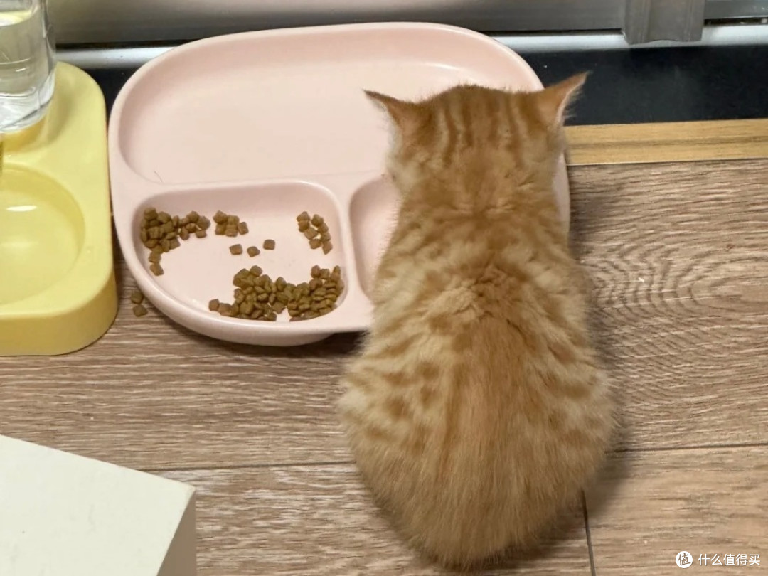 两个月小猫要吃多少猫粮?国产猫粮2025排行榜值得看