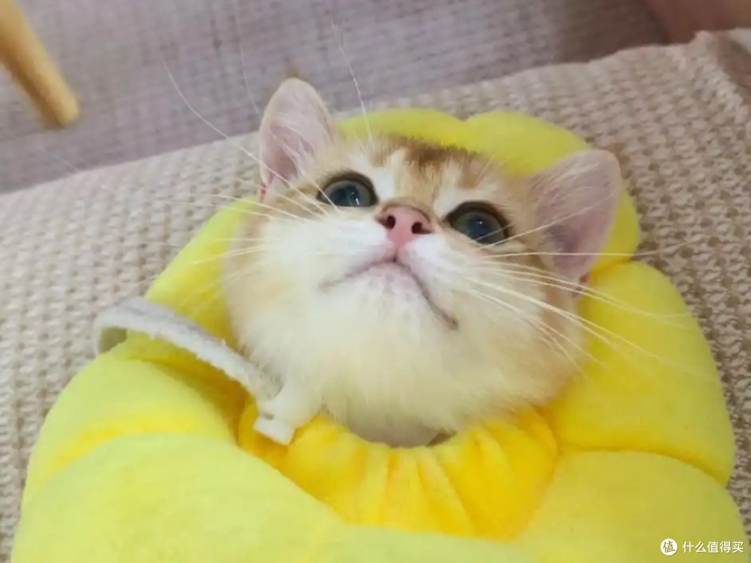 小猫每天要吃多少猫粮?猫粮哪个好2025榜单告诉你