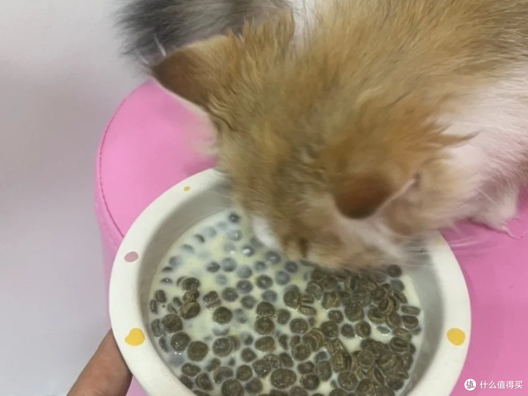 小猫每天要吃多少猫粮?猫粮哪个好2025榜单告诉你