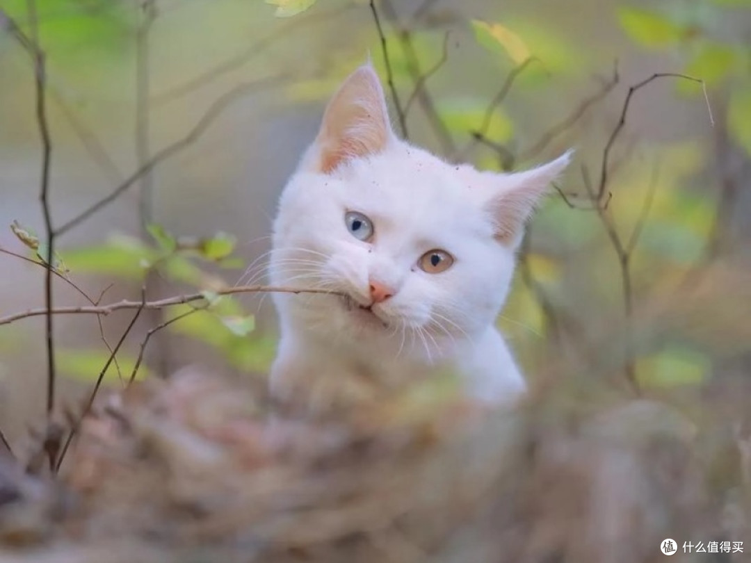 幼猫到底能不能吃成猫粮?2025猫粮排行榜Top10揭晓答案