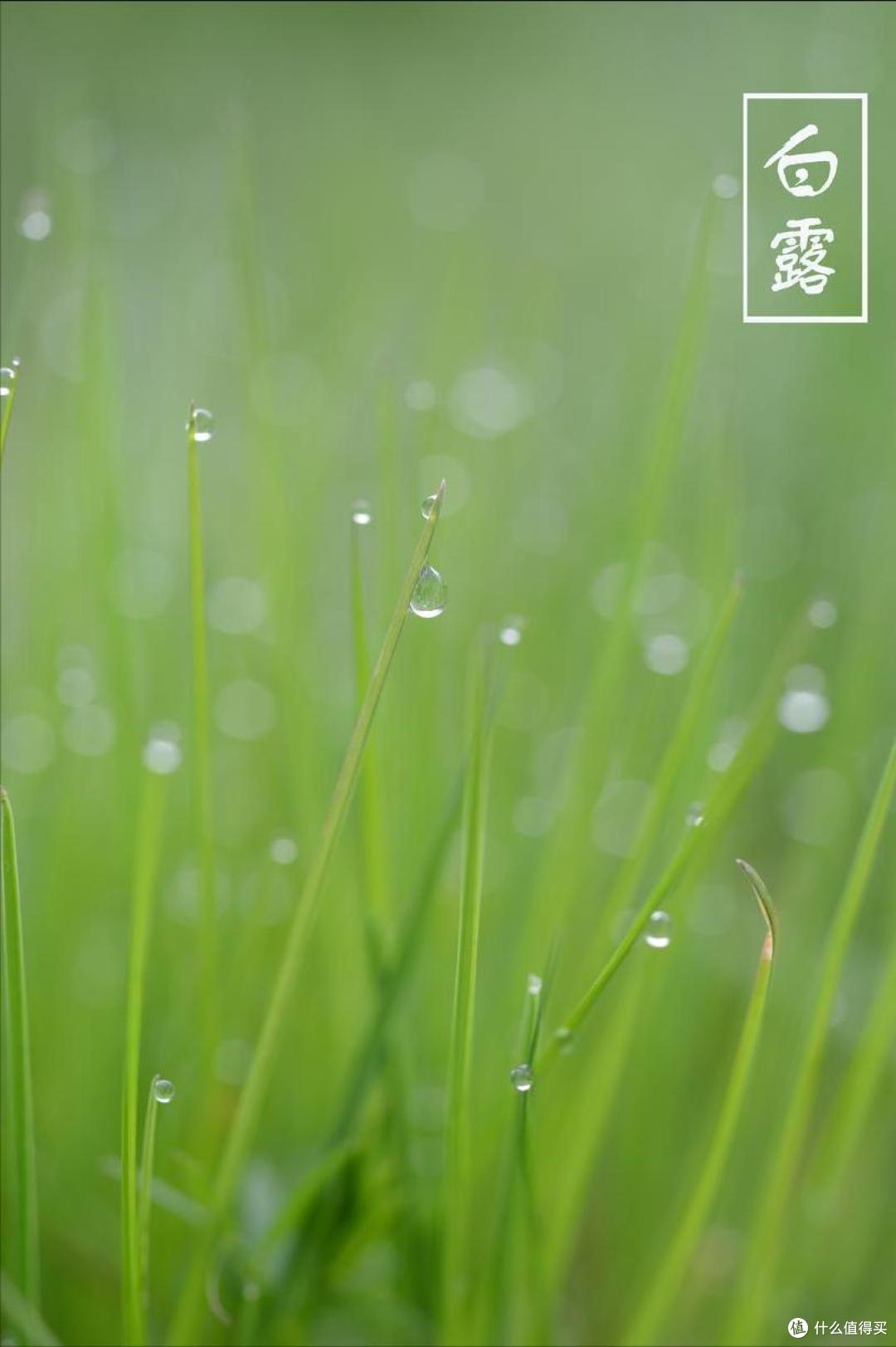 “白露忌3白,秋冬病不来”,3白是指啥?早了解,早准备,早受益