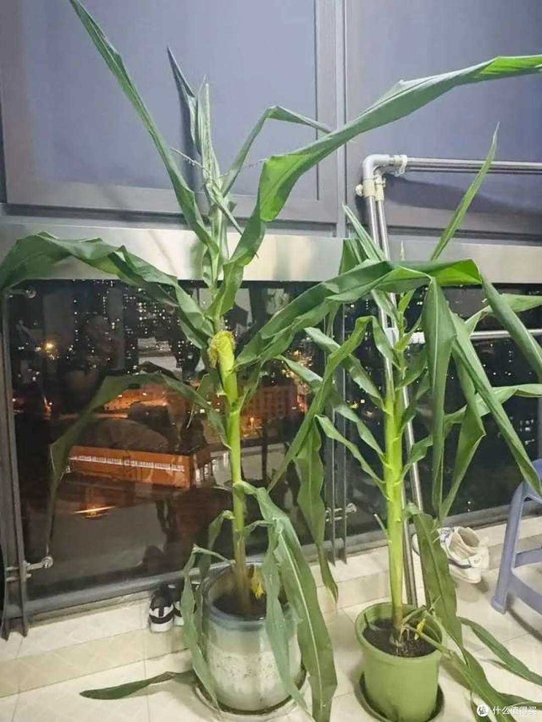阳台上“种玉米”?这个吉林姑娘太牛了,网友:养花的尽头是种地