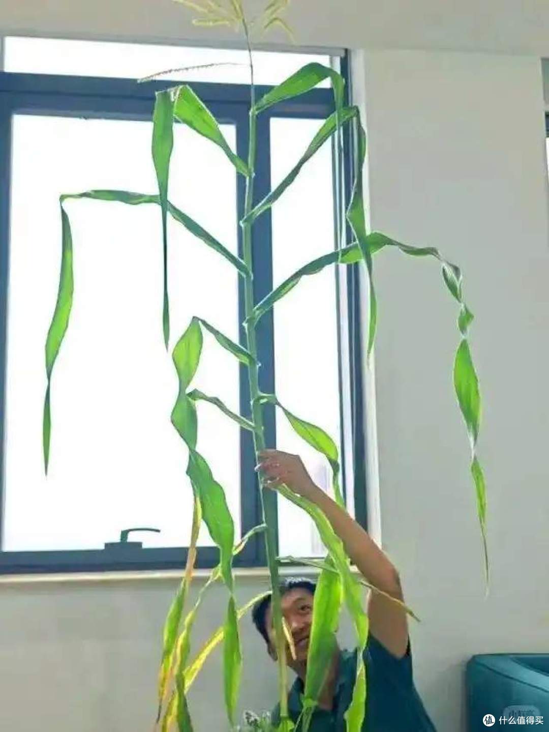阳台上“种玉米”?这个吉林姑娘太牛了,网友:养花的尽头是种地