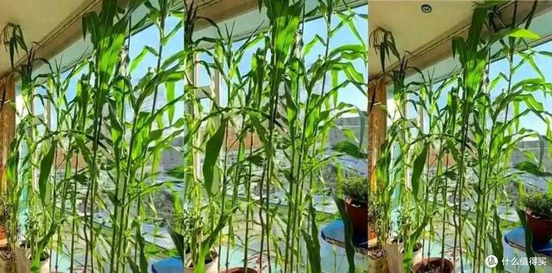 阳台上“种玉米”?这个吉林姑娘太牛了,网友:养花的尽头是种地