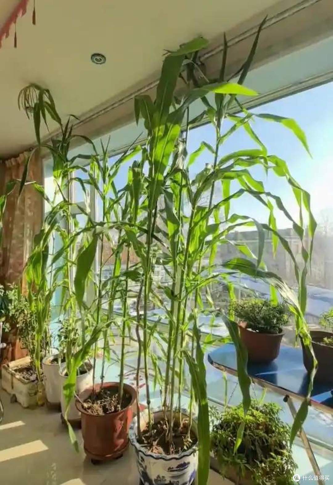 阳台上“种玉米”?这个吉林姑娘太牛了,网友:养花的尽头是种地