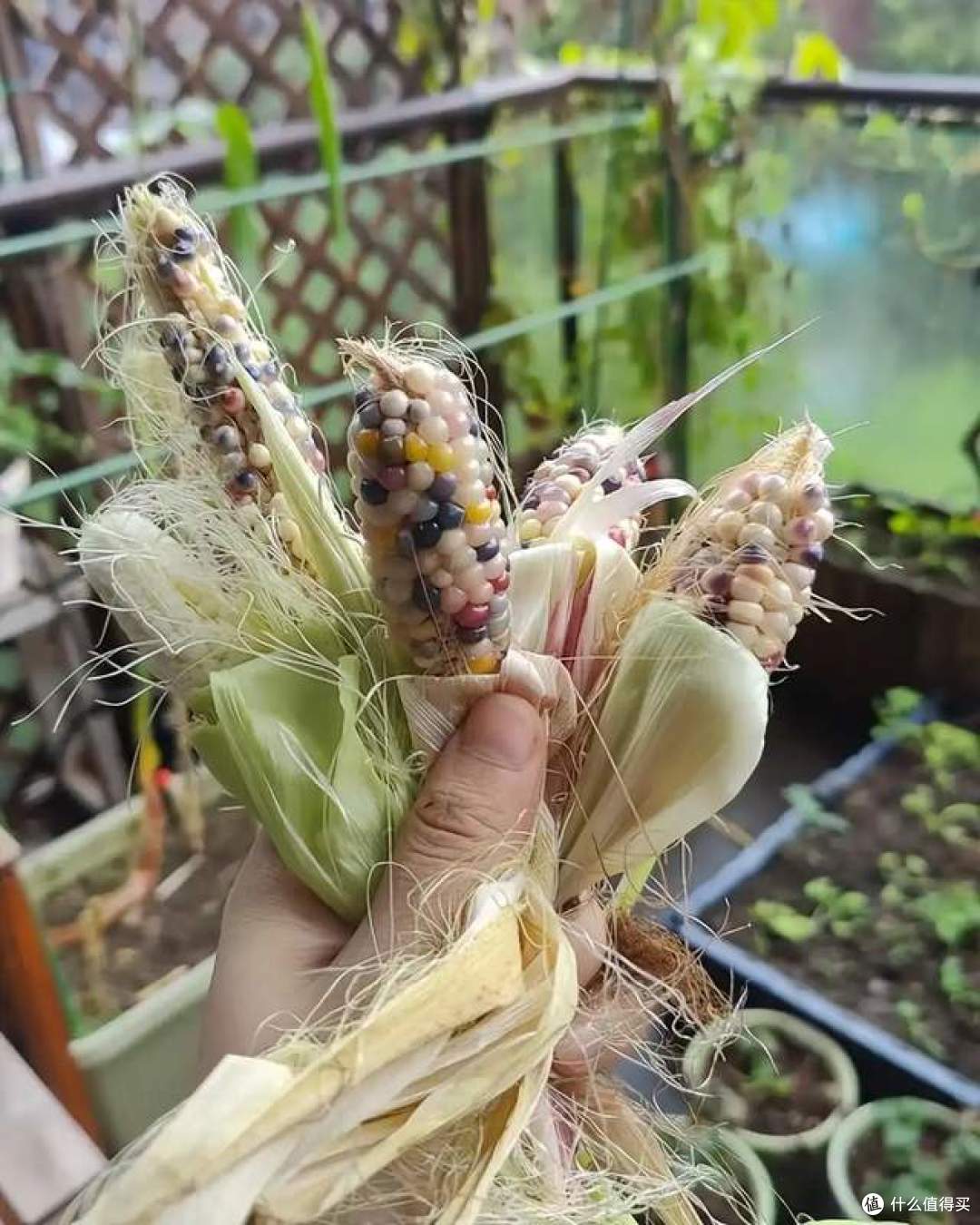 阳台上“种玉米”?这个吉林姑娘太牛了,网友:养花的尽头是种地