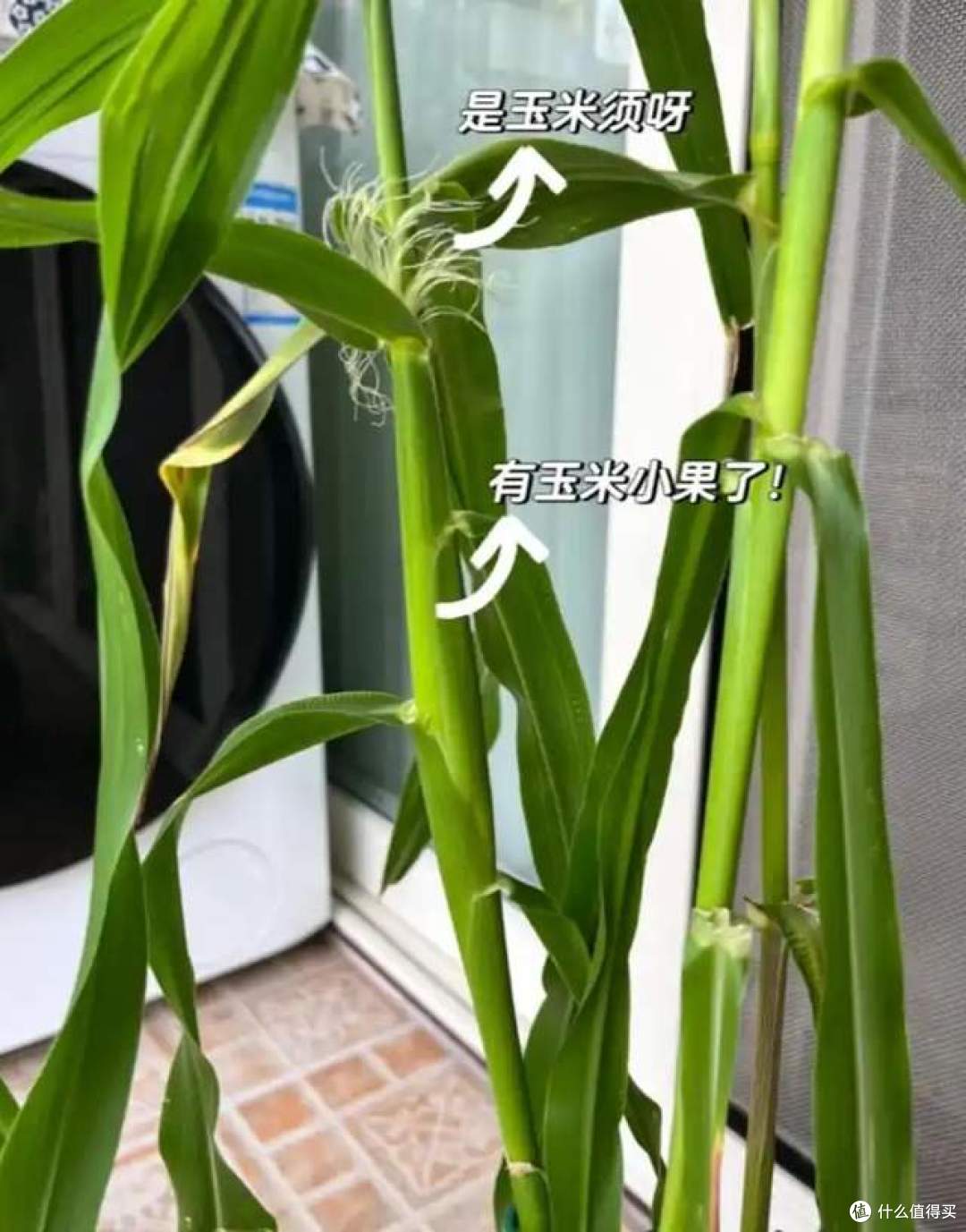 阳台上“种玉米”?这个吉林姑娘太牛了,网友:养花的尽头是种地