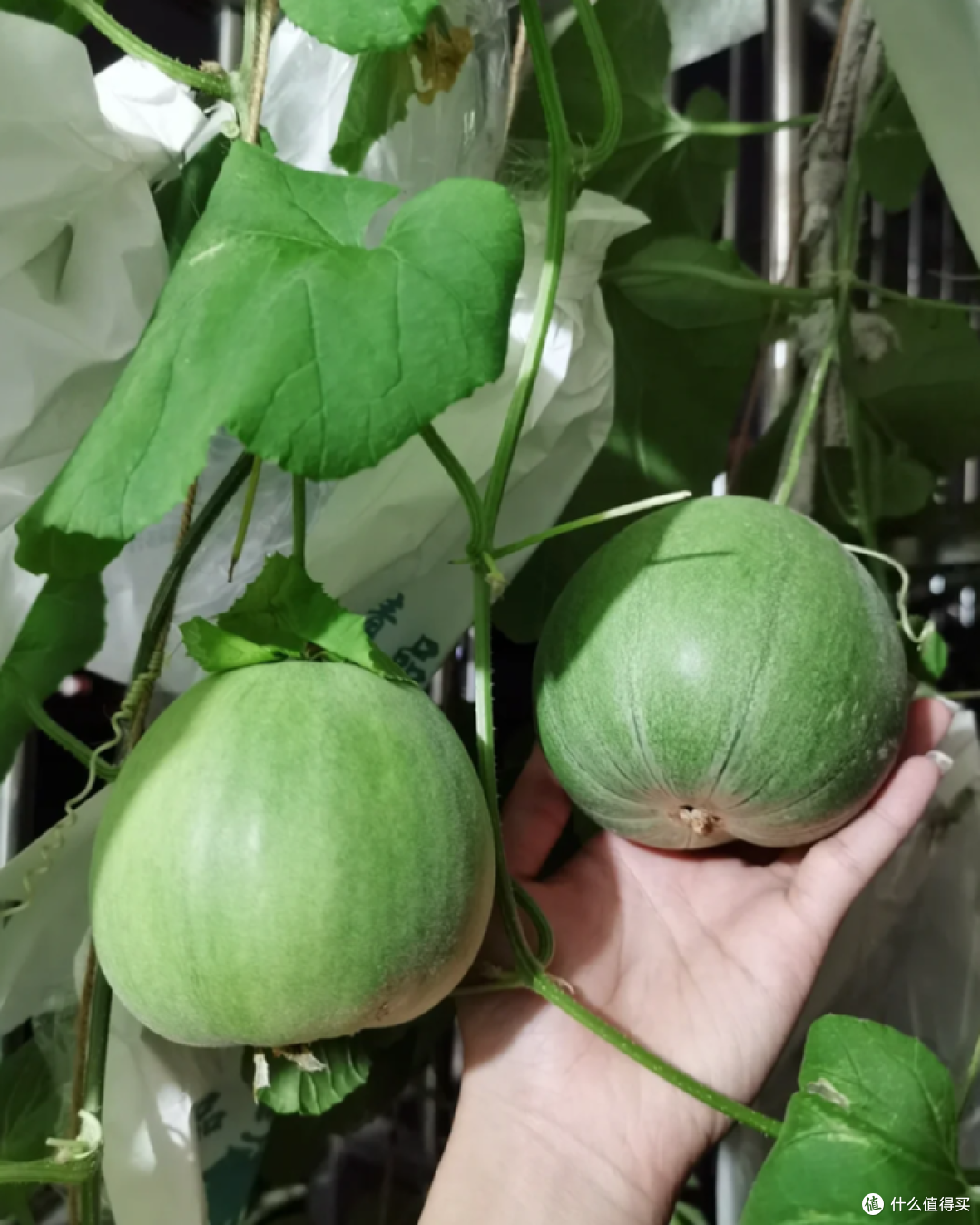 阳台上“种玉米”?这个吉林姑娘太牛了,网友:养花的尽头是种地