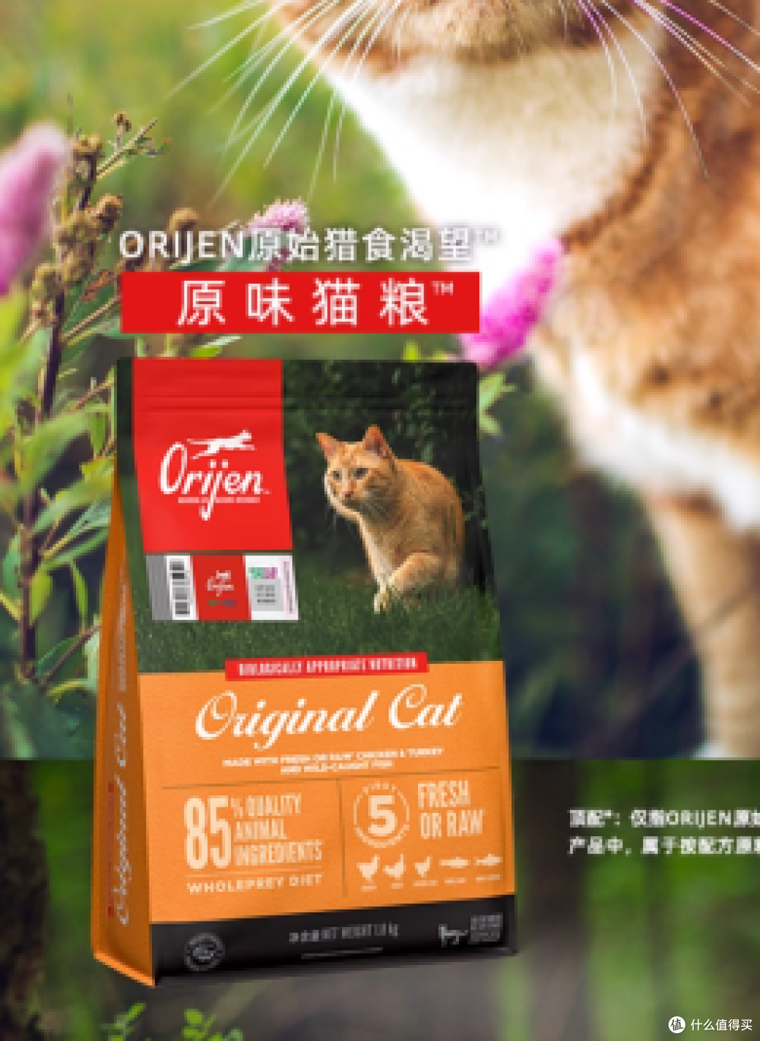 新手养猫须知的猫粮界的“十加选手”!安全健康两不误
