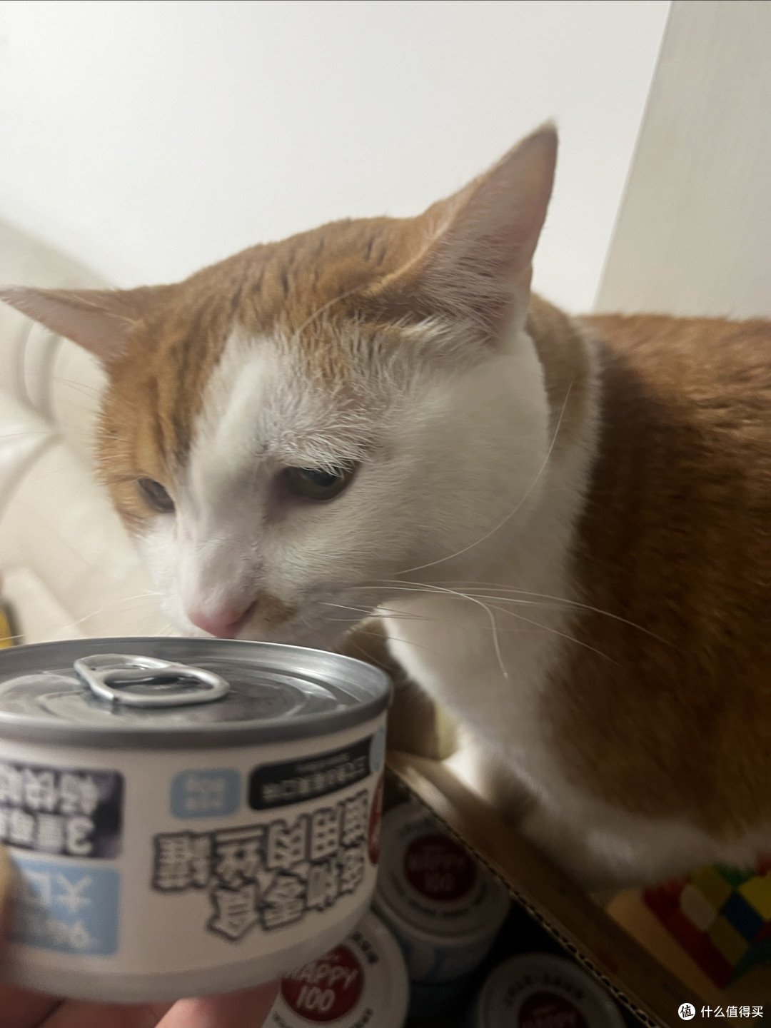 🐱顽皮三文鱼猫罐头:我家猫抢着吃!汤汁鲜还够安全
