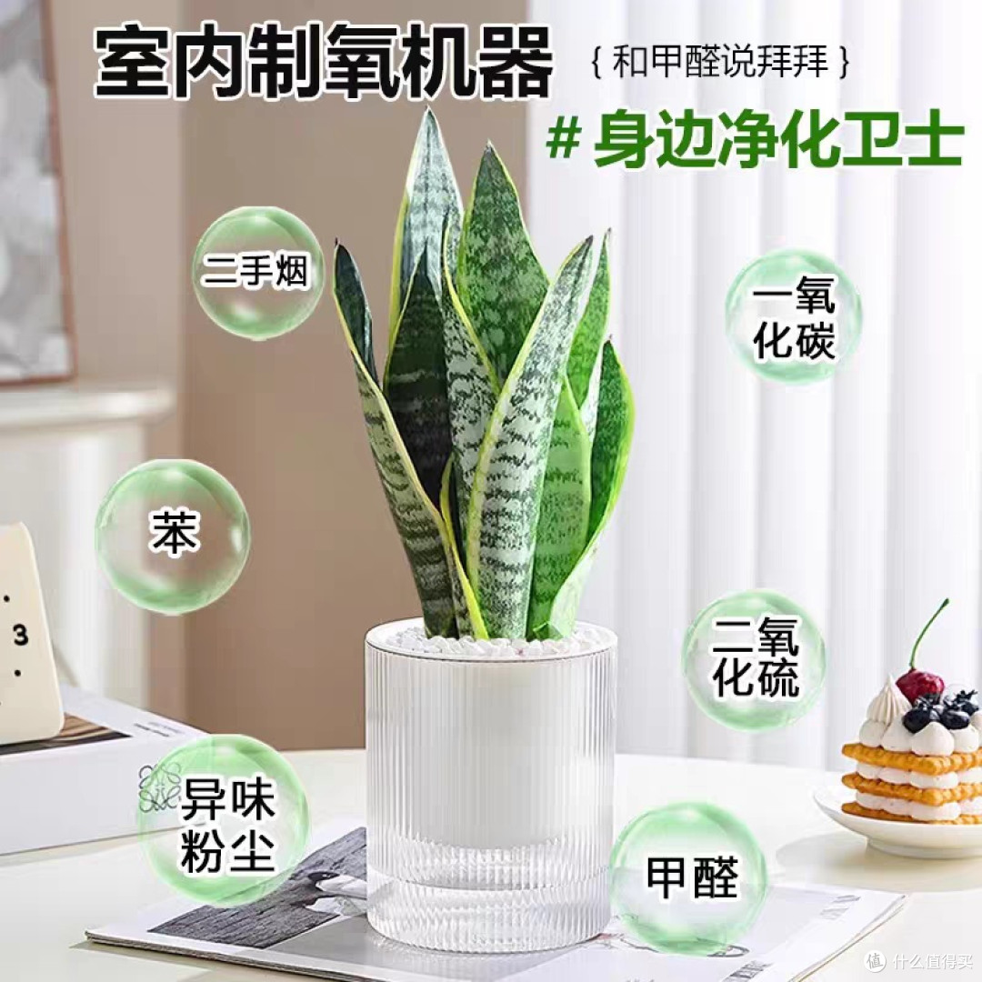 虎皮兰:卧室空气净化,打造有氧生活