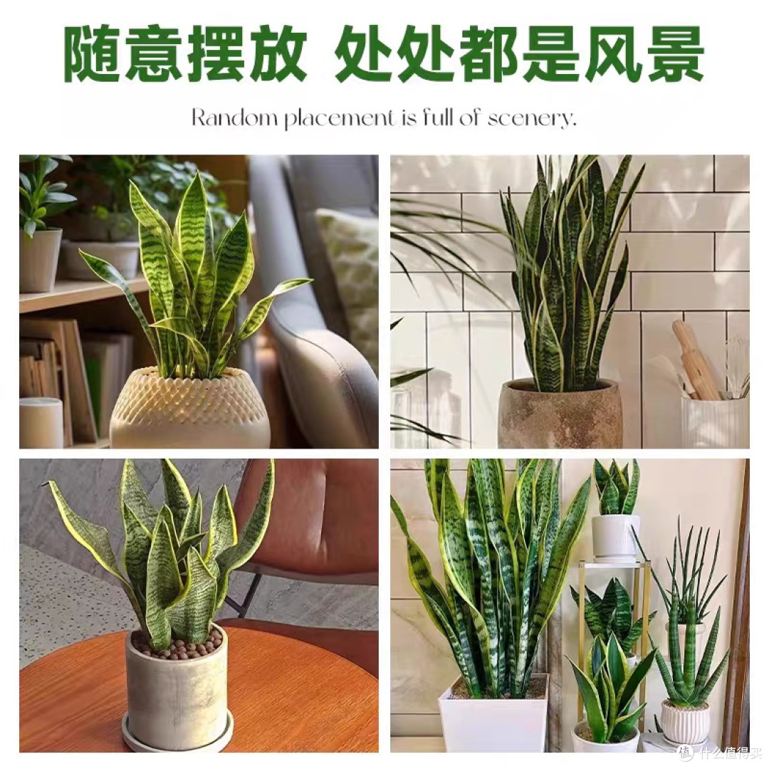 虎皮兰：卧室空气净化，打造有氧生活