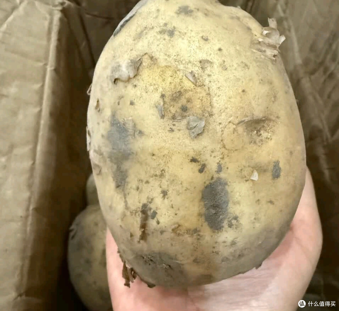 牛爱鲜黄心土豆，