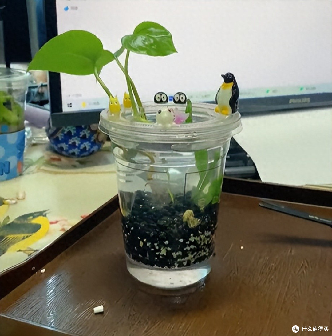 女子用“奶茶杯养鱼”，插上绿萝美呆了，网友：换成铜钱草更好~