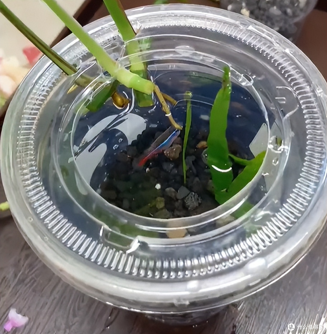 女子用“奶茶杯养鱼”，插上绿萝美呆了，网友：换成铜钱草更好~