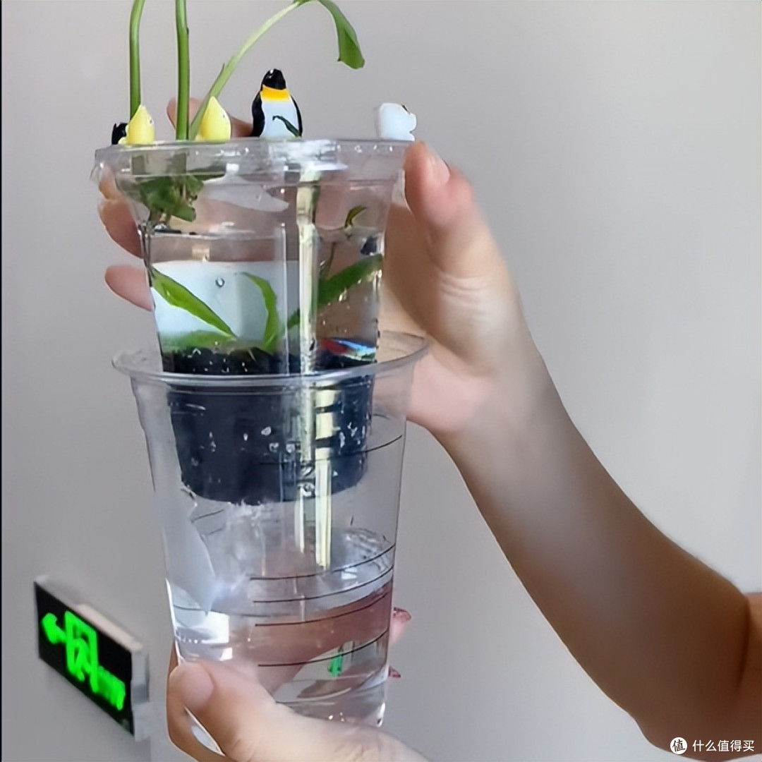女子用“奶茶杯养鱼”，插上绿萝美呆了，网友：换成铜钱草更好~