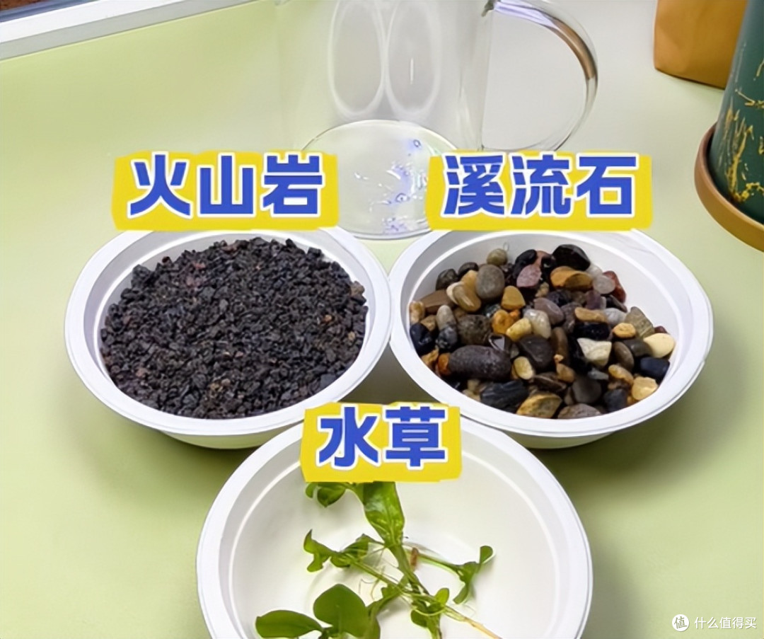 女子用“奶茶杯养鱼”，插上绿萝美呆了，网友：换成铜钱草更好~