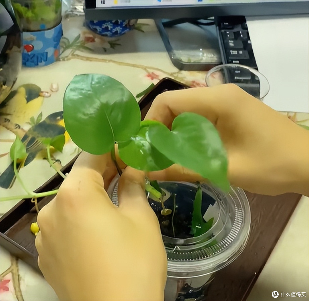 女子用“奶茶杯养鱼”，插上绿萝美呆了，网友：换成铜钱草更好~
