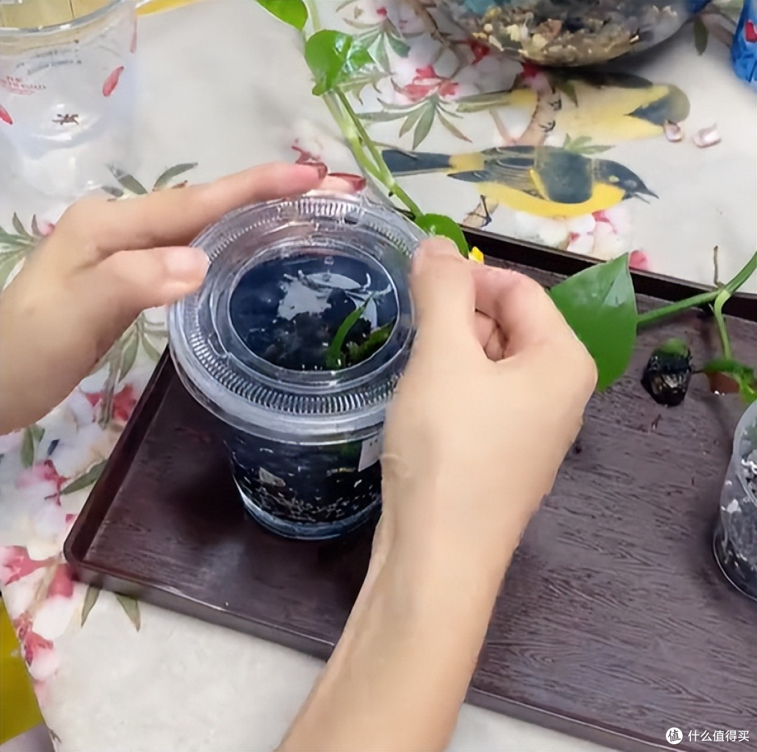 女子用“奶茶杯养鱼”，插上绿萝美呆了，网友：换成铜钱草更好~