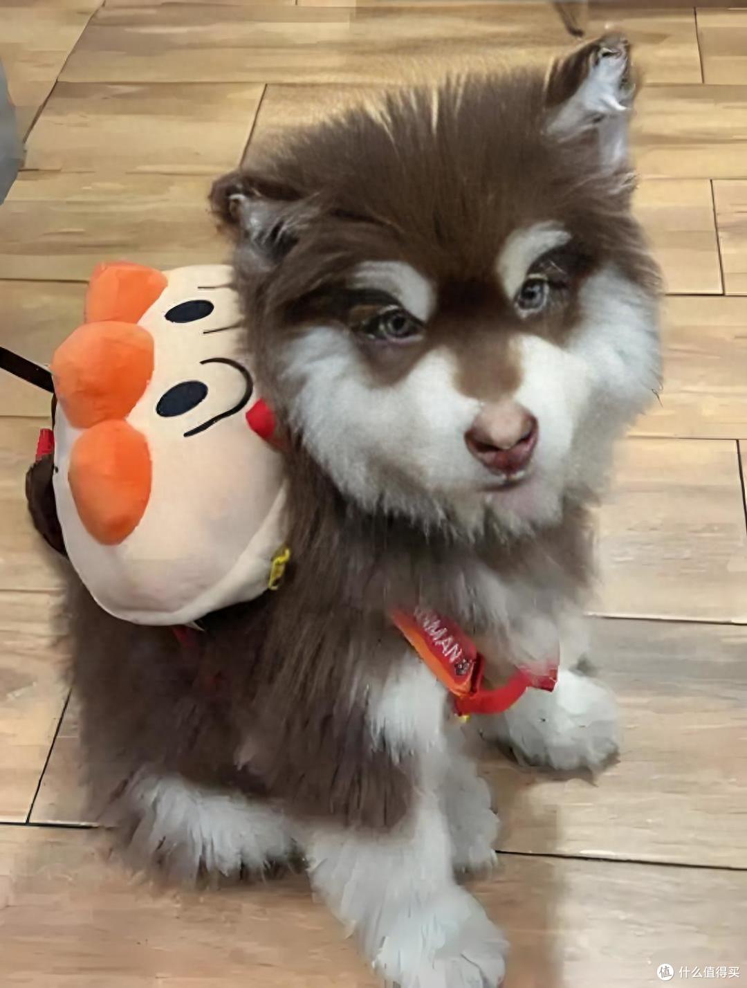 狗粮排行榜有哪些？狗狗吃什么狗粮比较好？
