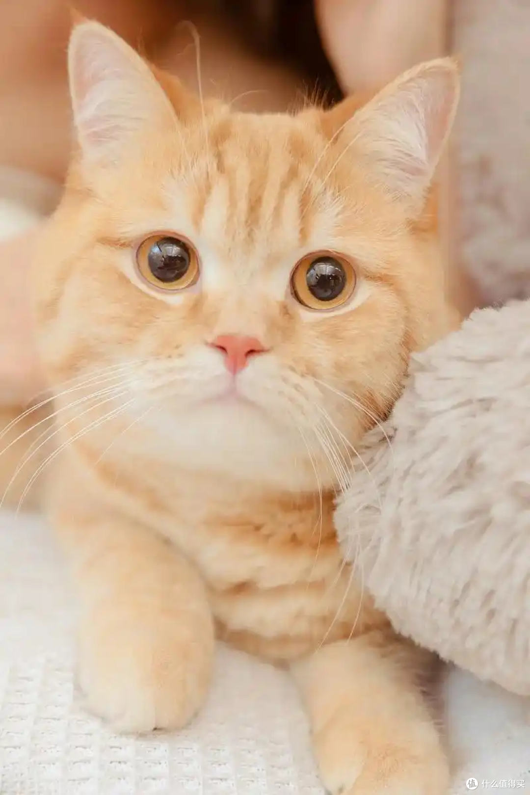 猫咪要多久才“认主”？