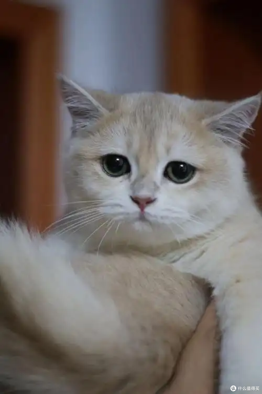 猫咪要多久才“认主”？