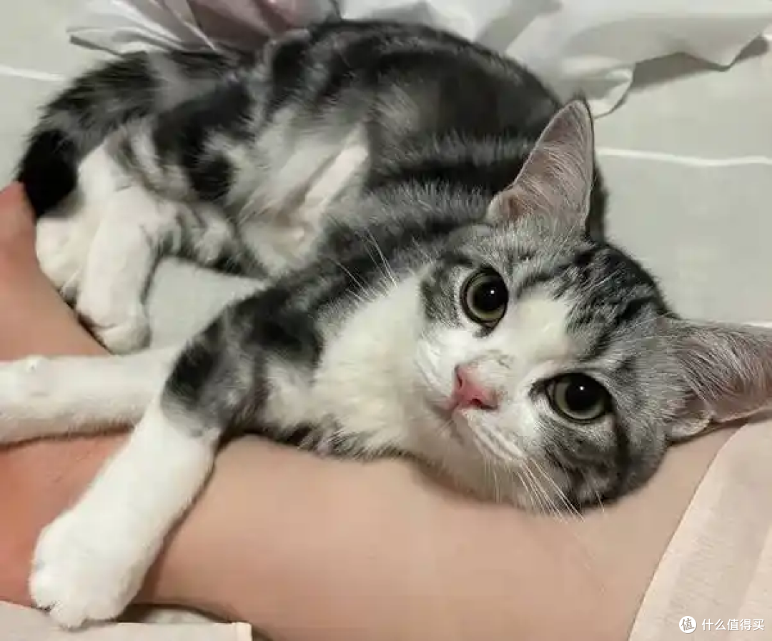 猫咪要多久才“认主”？