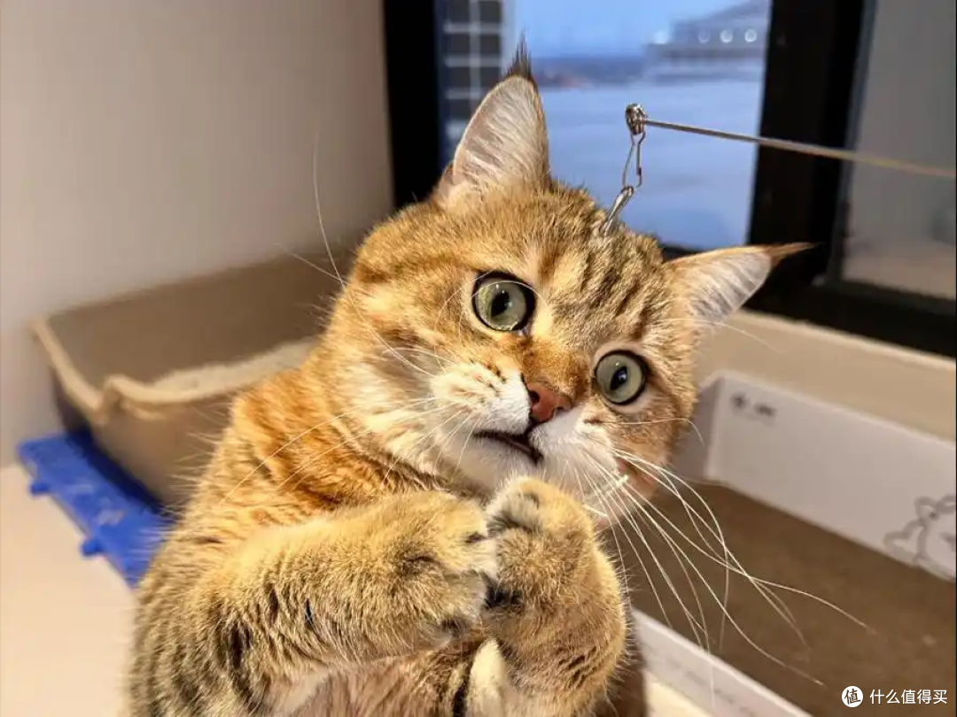 猫咪要多久才“认主”？