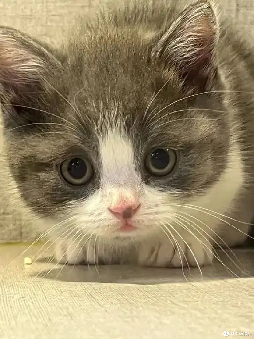 猫咪要多久才“认主”？