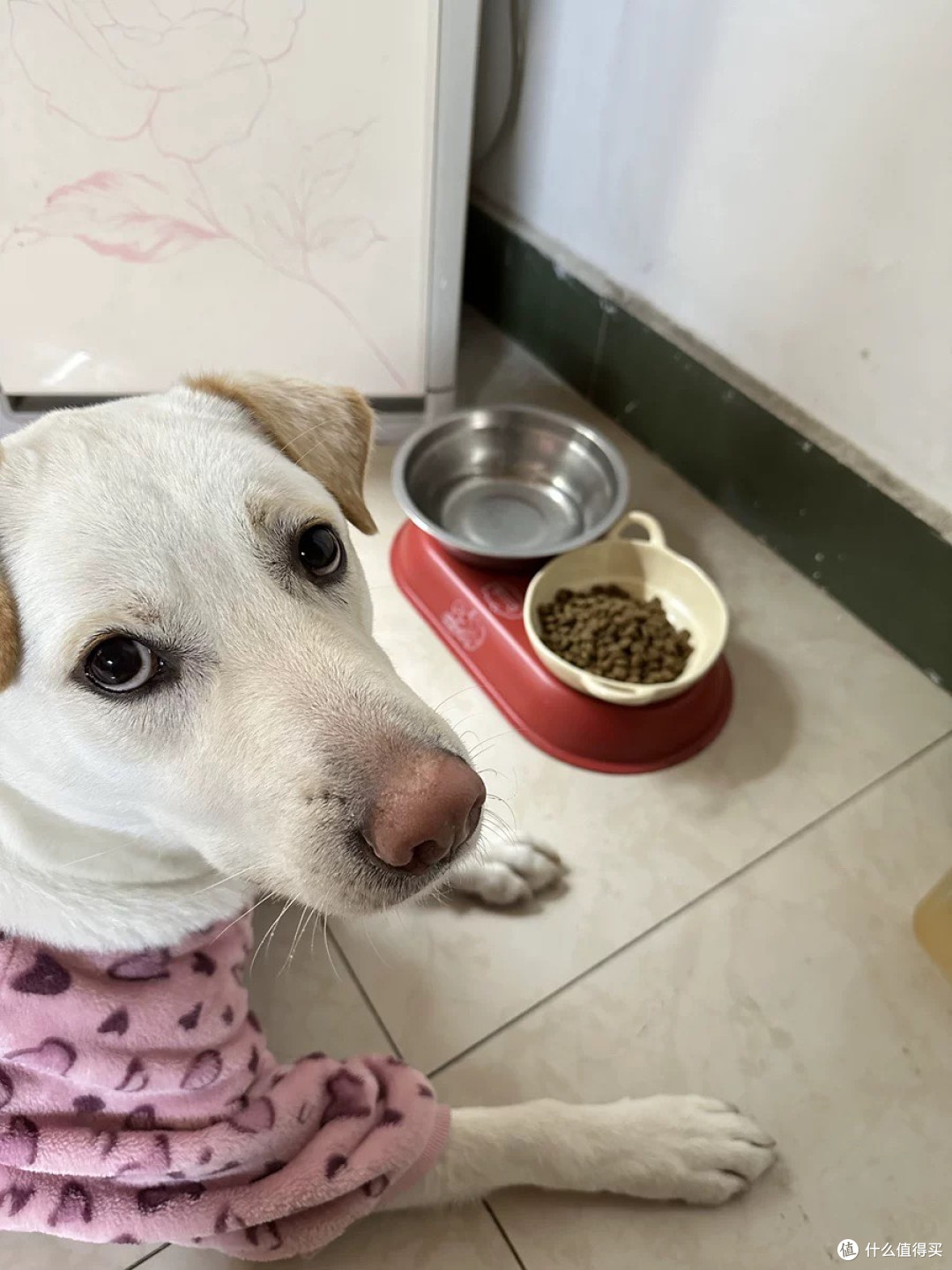 麦富迪藻趣儿系列解决养犬难题