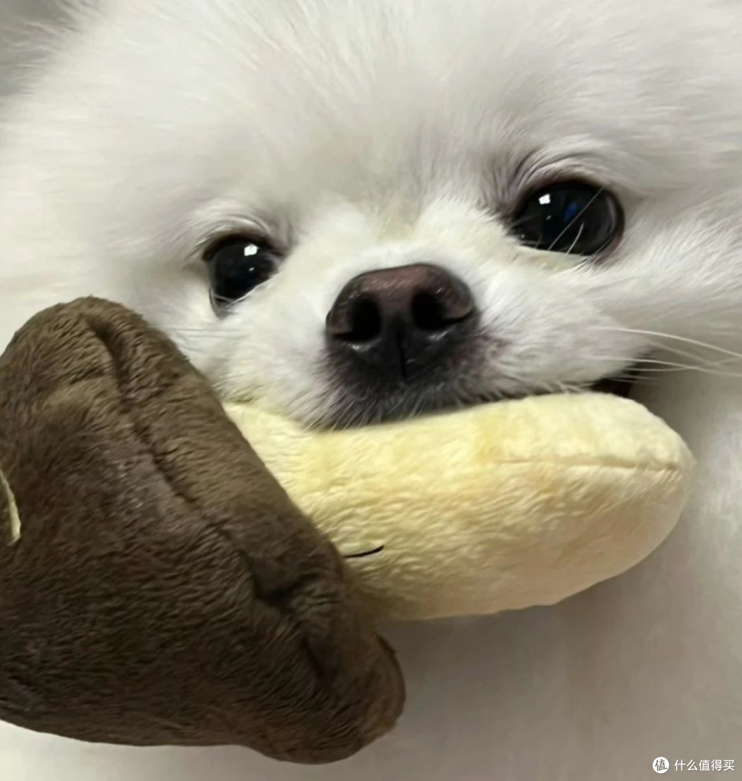 博美犬吃什么狗粮最好？帮助博美长肉吃什么狗粮？