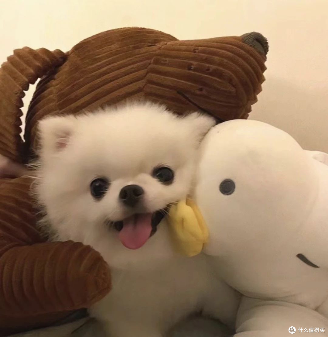 博美犬吃什么狗粮最好？帮助博美长肉吃什么狗粮？