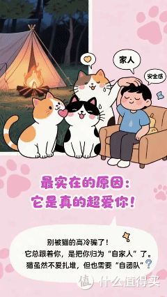 你家猫总当 “跟屁虫”?这5大原因,最后一点让人破防!