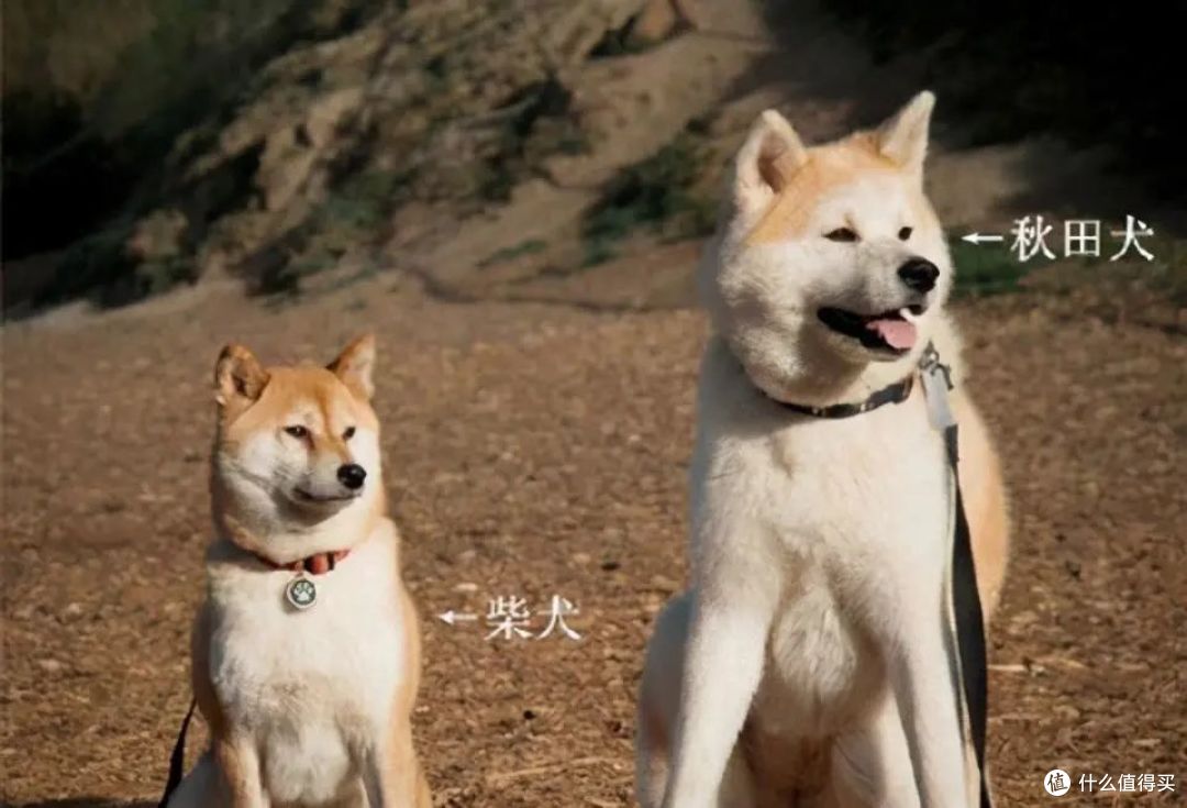 秋田想长肉吃什么狗粮？盘点5款长肉狗粮，秋田犬狗粮推荐！